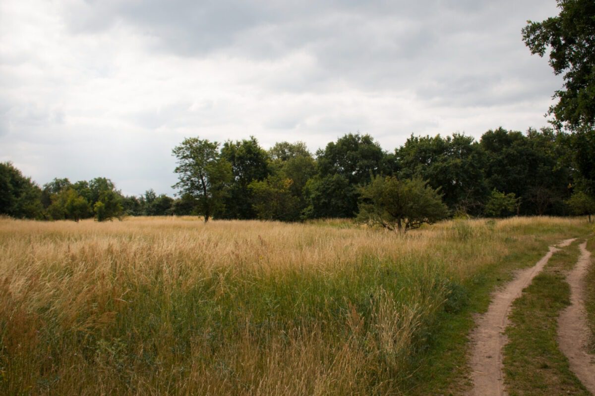 Schwanheimer Düne Frankfurt - Into the dunes | MEININGER Hotels