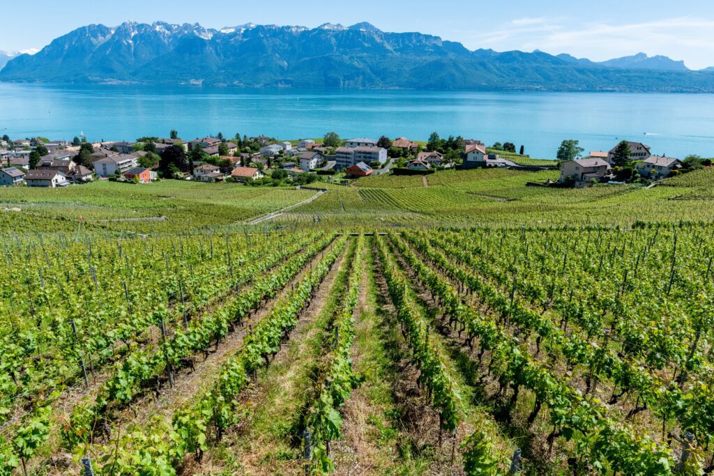 Things to do in Geneva in the summer: Swiss vineyard 