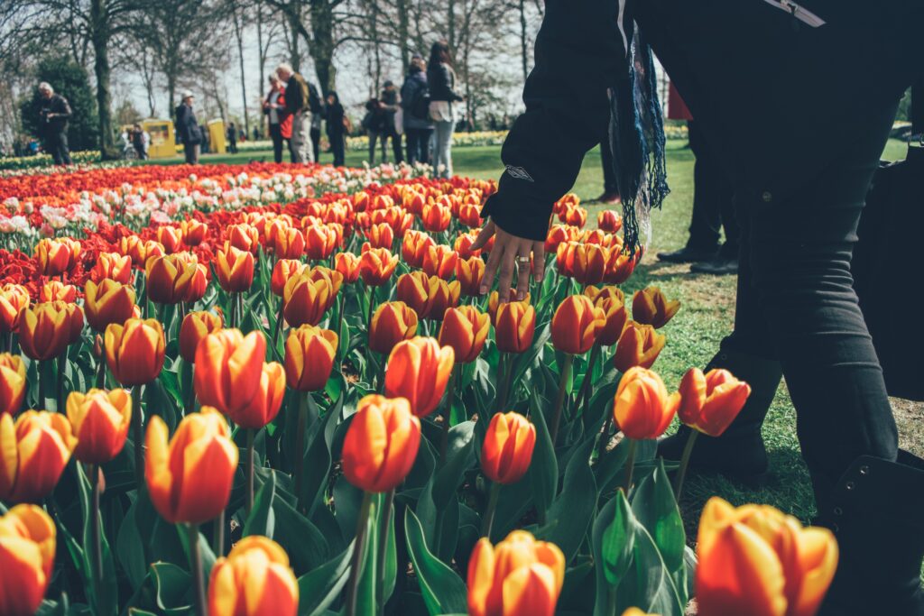 Die Keukenhof-Gärten, Amsterdam