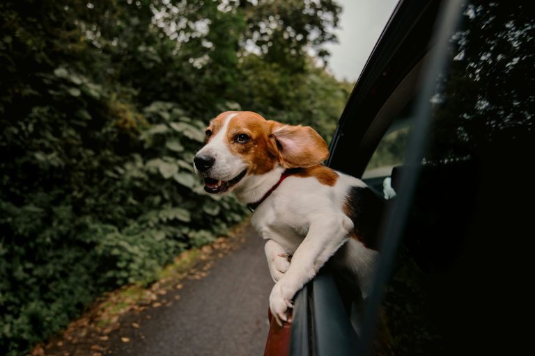 A dog outside the window of a moving car