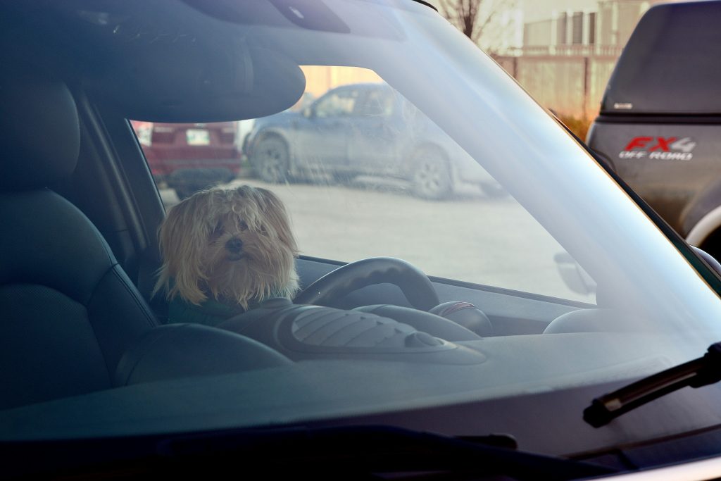 How to travel with pets: dog sitting behind the wheel like it’s ready to drive
