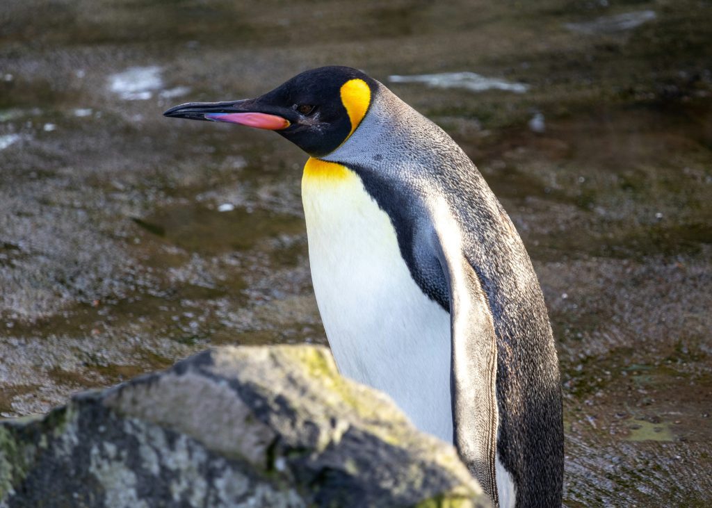 Fun facts Edinburgh: Sir Nils Olav, king penguin at Edinburgh Zoo, knighted by Norwegian Guard