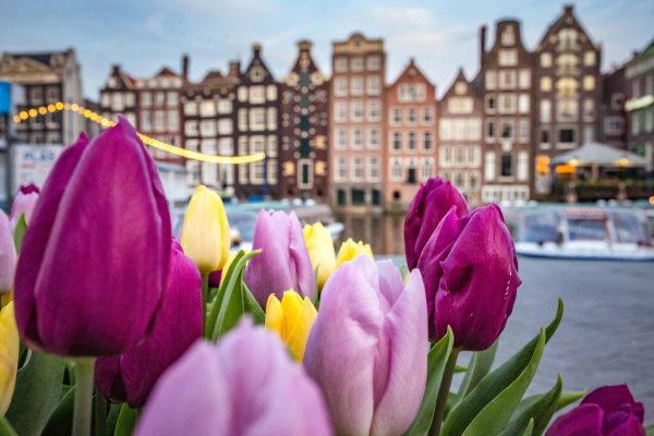 Tulip Festival Amsterdam 2026