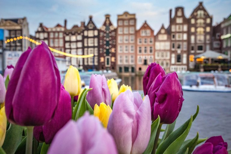 Close up of tulips with Amsterdam building on the backgrouns