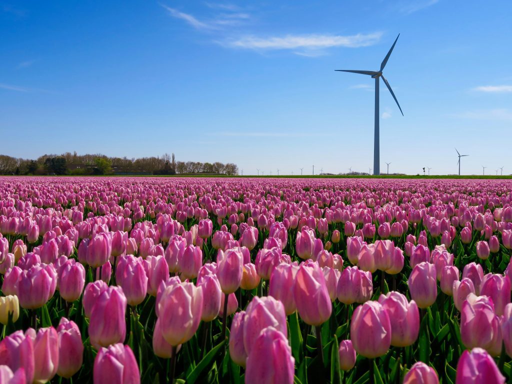 Tulip Festival Amsterdam: Pink tulip field with wind turbines under blue sky near Amsterdam