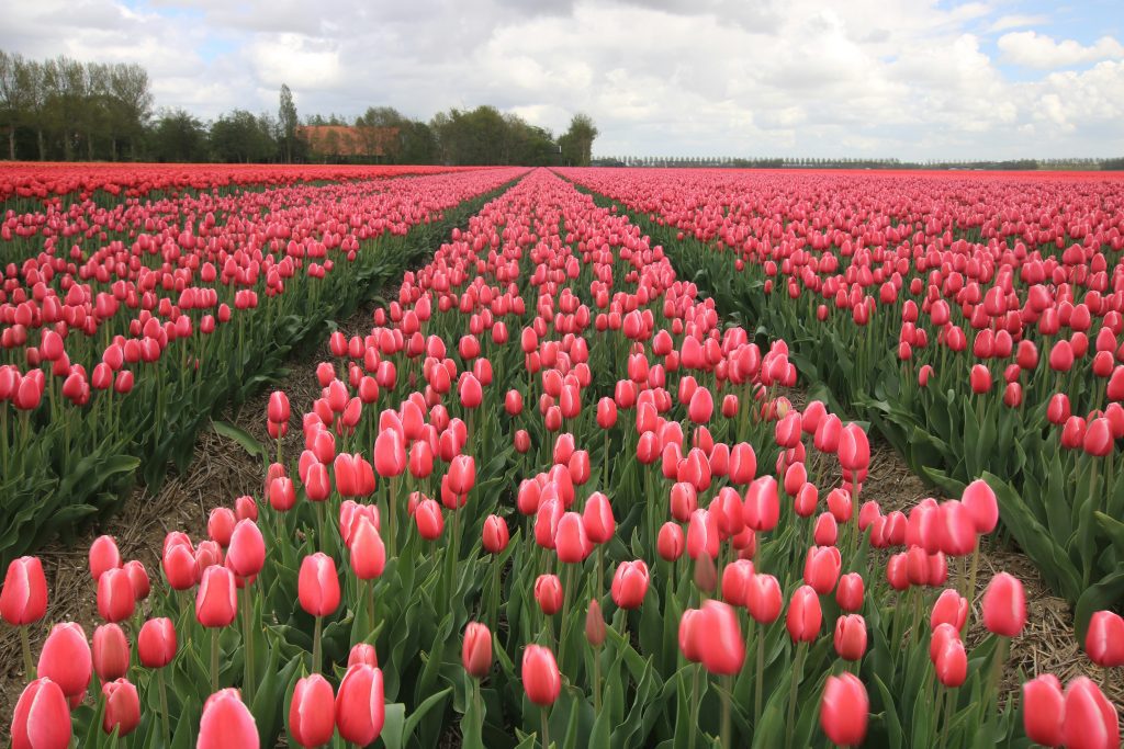 Tulip Festival Amsterdam: pink tulip field