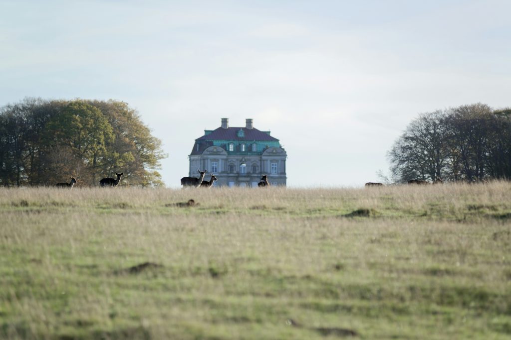 Fahrradverleih in Kopenhagen: Hirsche streifen frei im königlichen Hirschpark Dyrehaven umher.