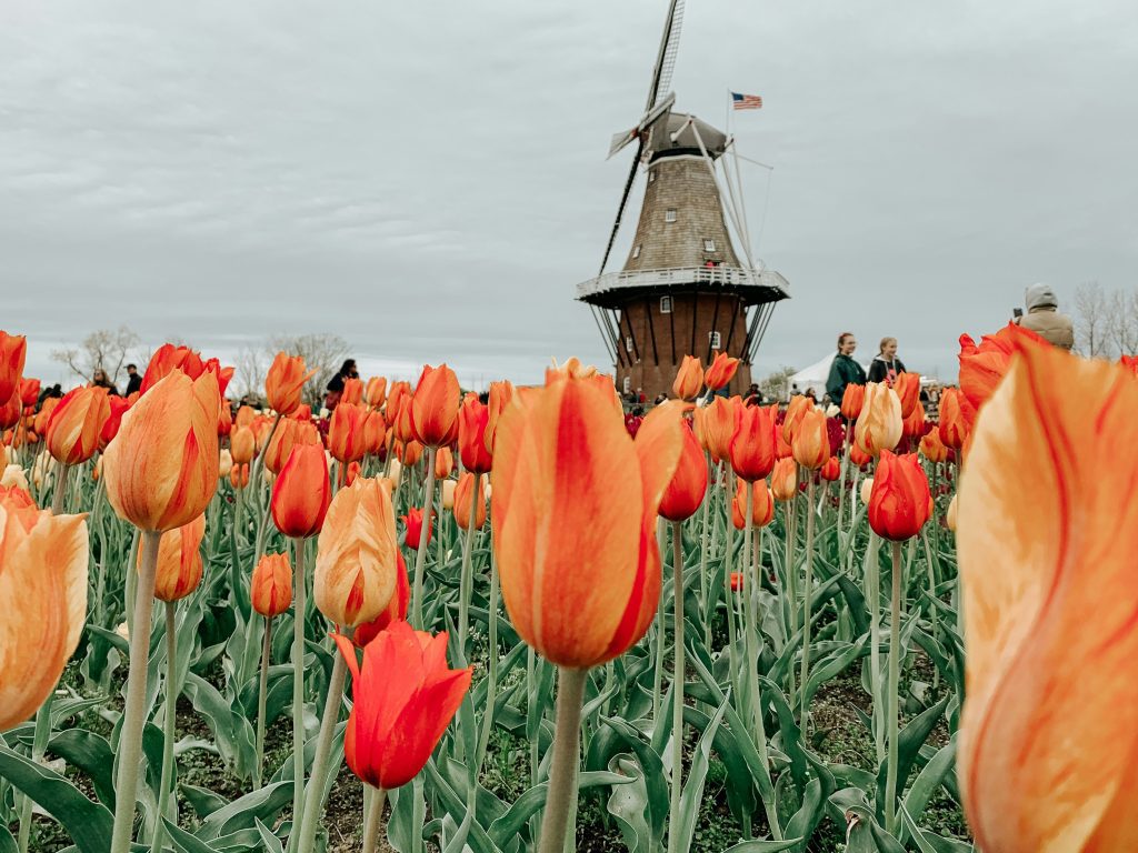 A tulip field with a windmill and two people on the backgrounds