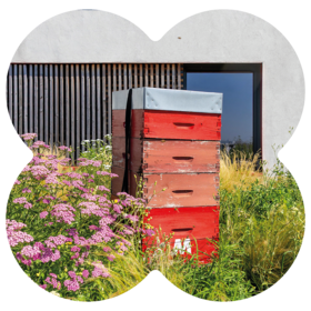 Beehive at MEININGER Hotels supporting biodiversity and green spaces